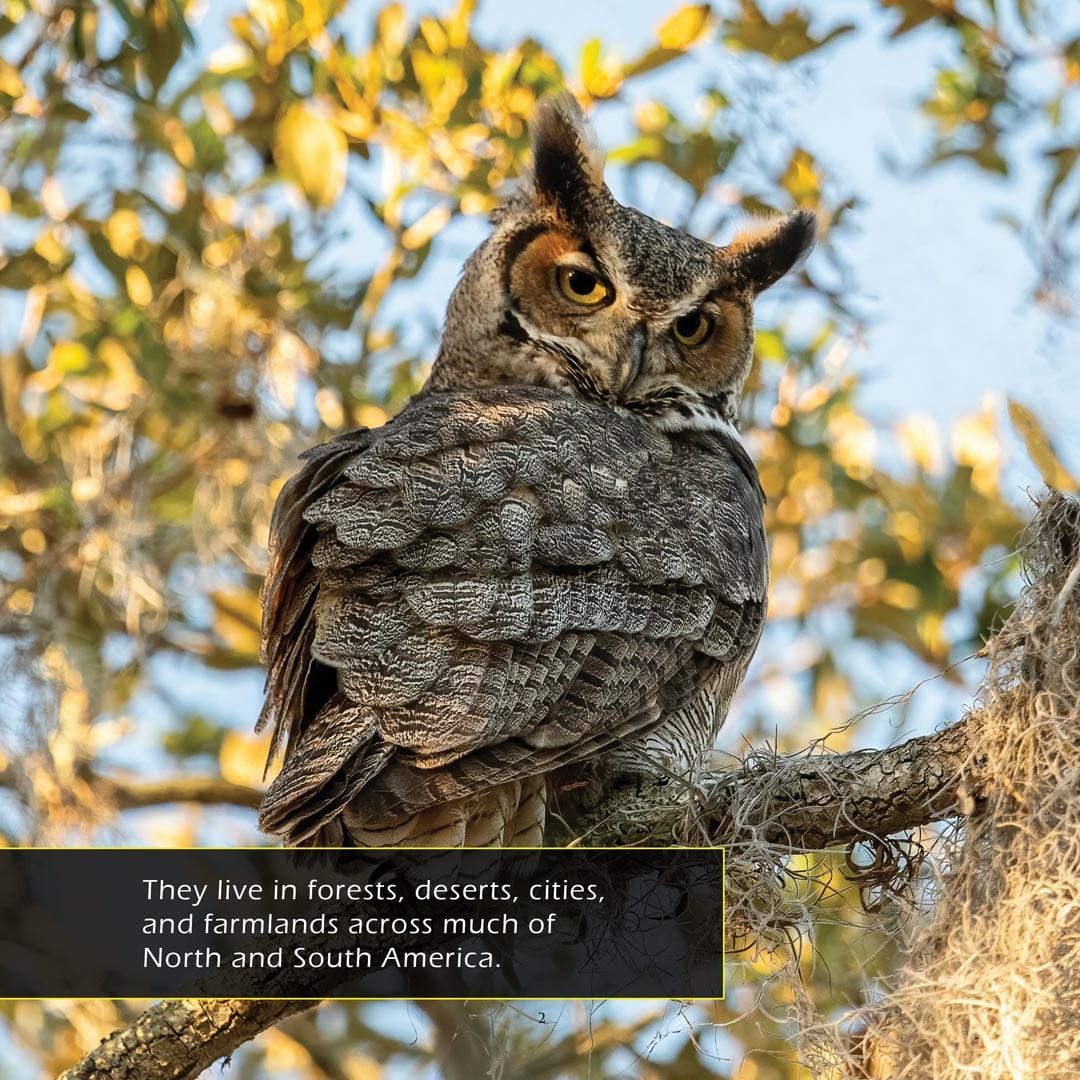 Great Horned Owls! A My Incredible World Picture Book for Children