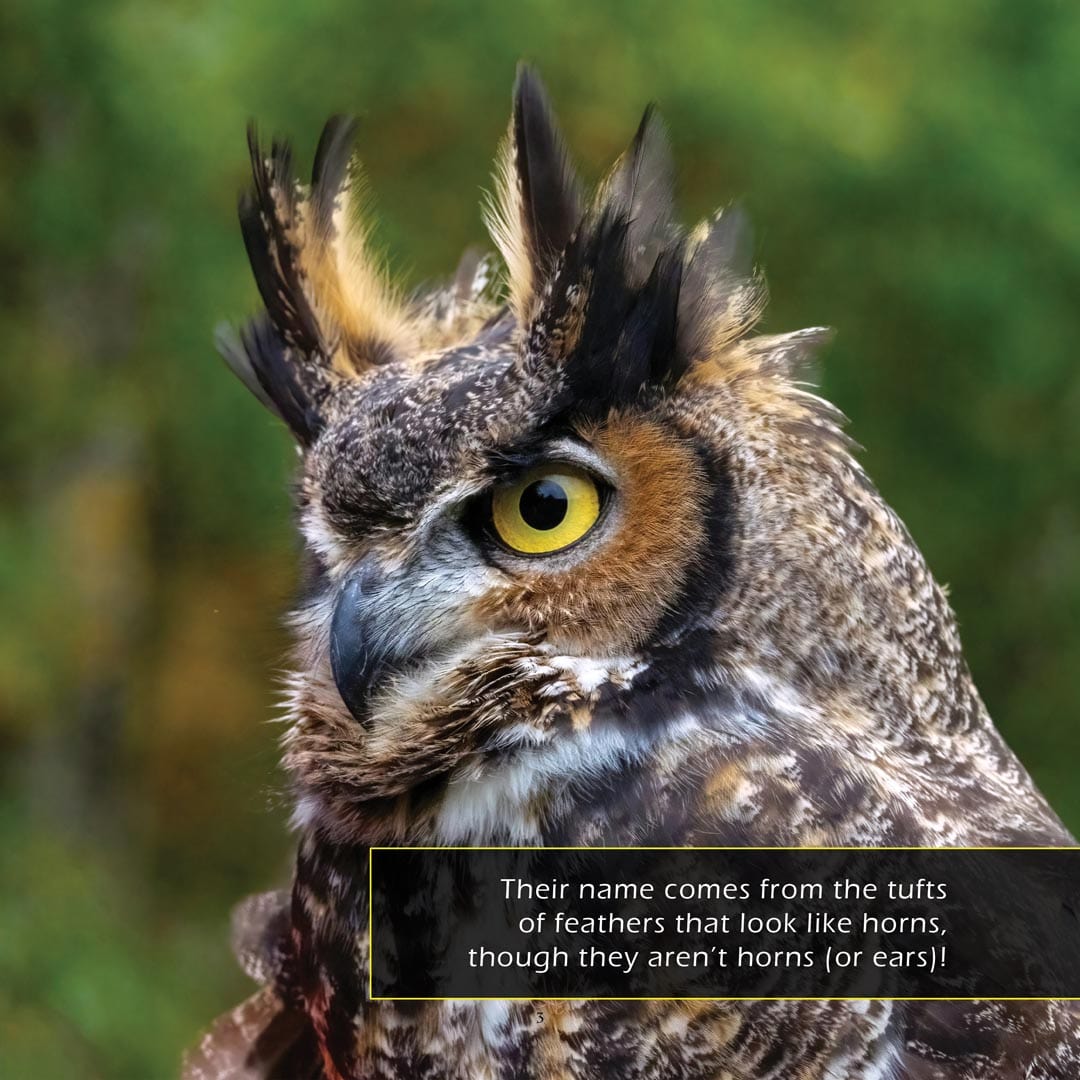 Great Horned Owls! A My Incredible World Picture Book for Children