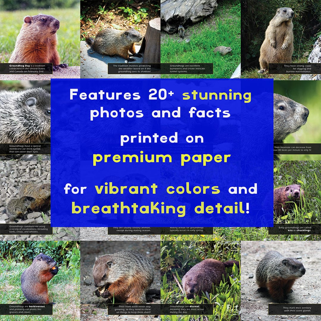 Groundhogs! A My Incredible World Picture Book for Children