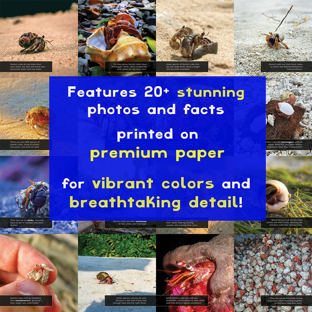 Hermit Crabs! A My Incredible World Picture Book for Children