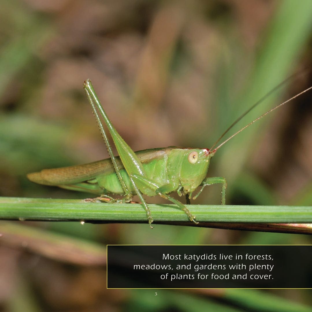 Katydids! A My Incredible World Picture Book for Children