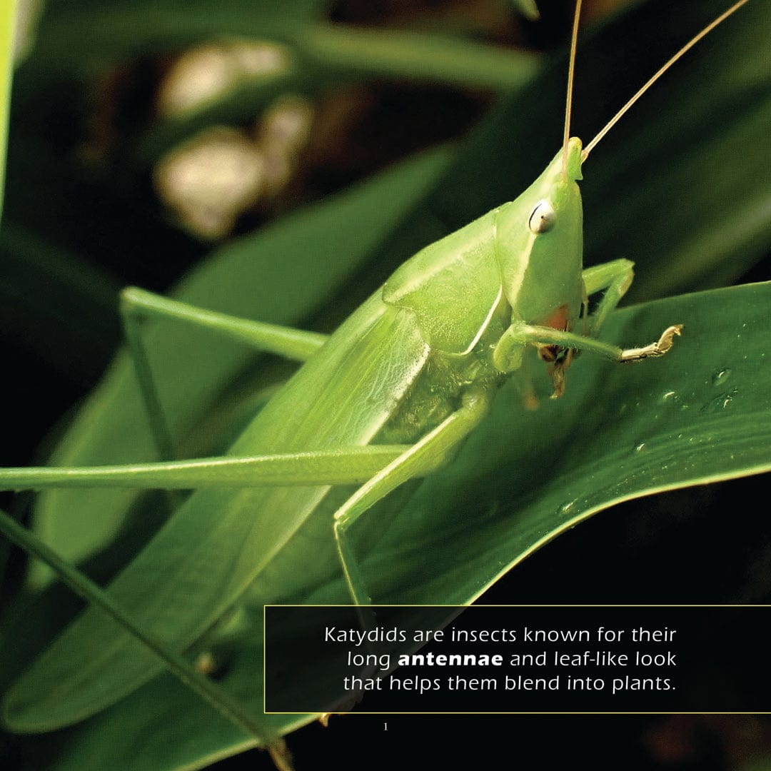 Katydids! A My Incredible World Picture Book for Children
