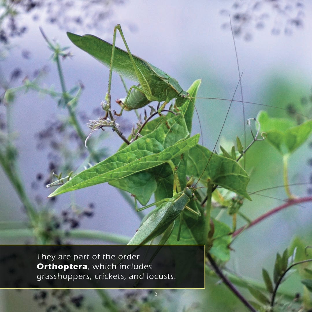 Katydids! A My Incredible World Picture Book for Children