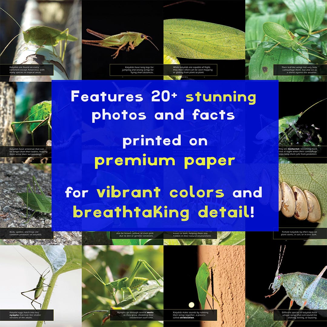 Katydids! A My Incredible World Picture Book for Children