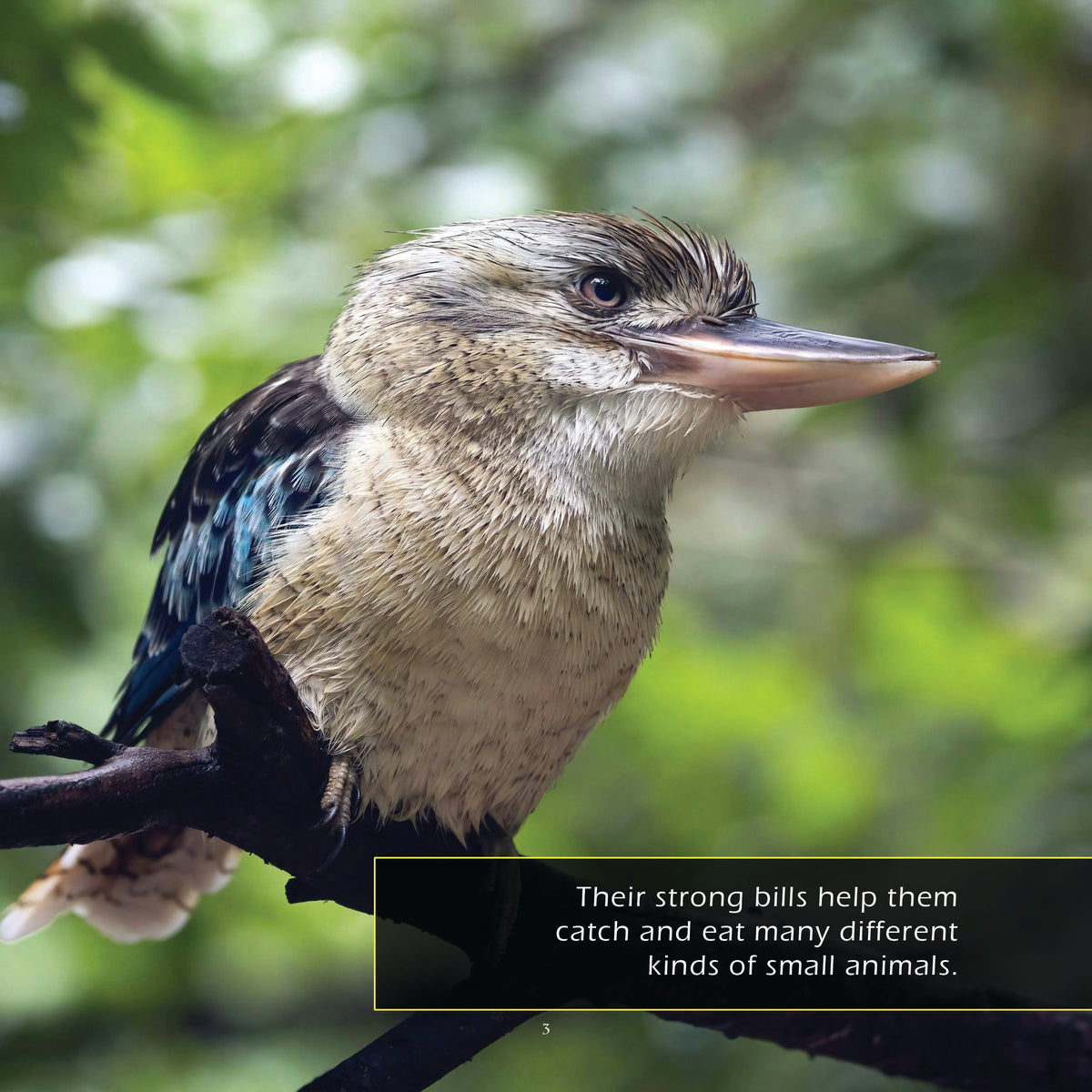 Kookaburras! A My Incredible World Picture Book for Children
