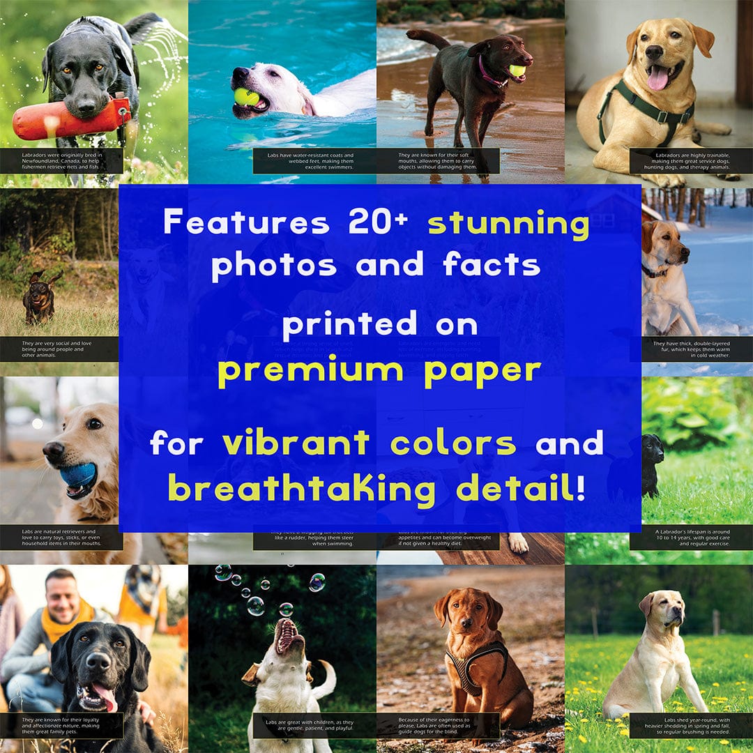Labrador Retrievers! A My Incredible World Picture Book for Children