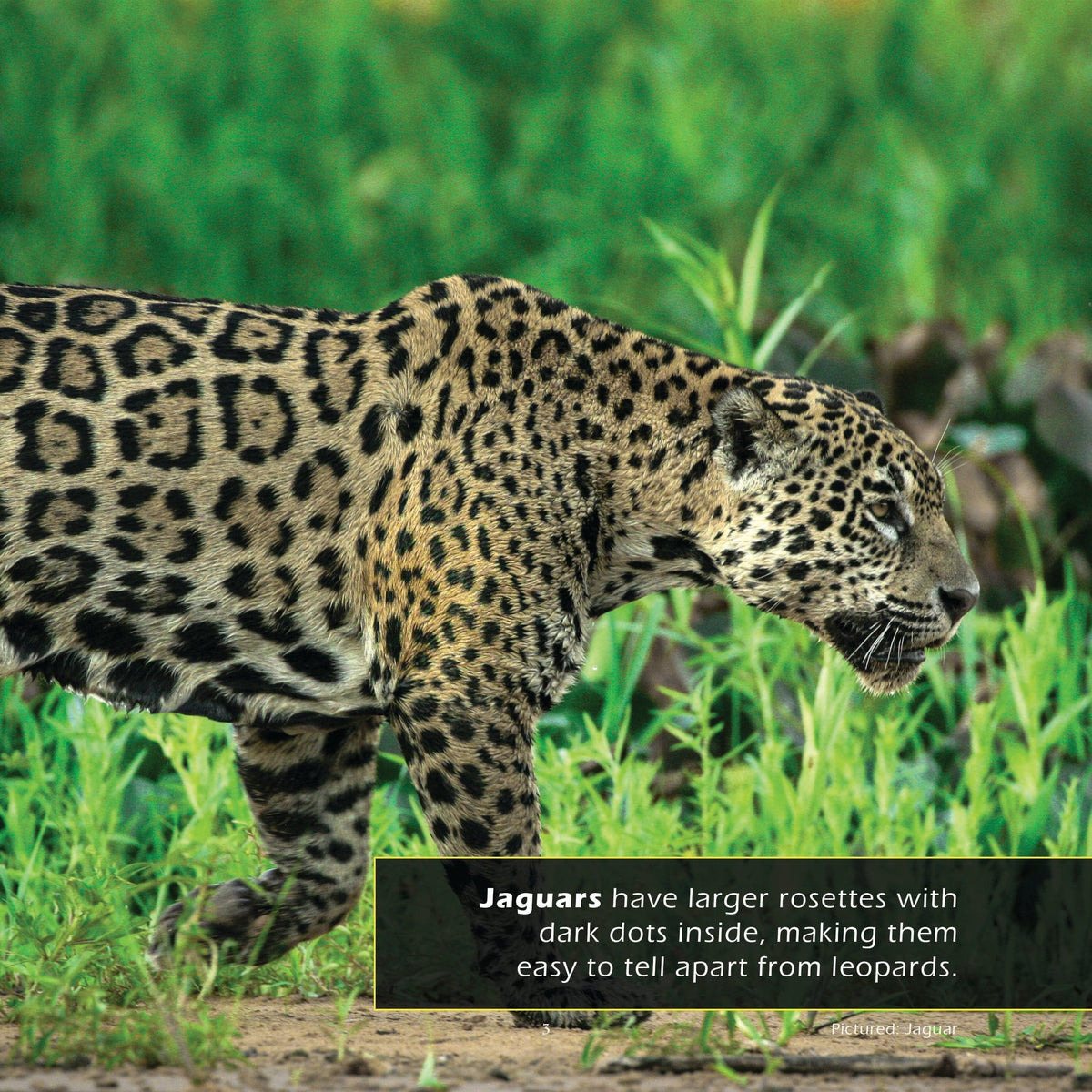 Leopards! A My Incredible World Picture Book for Children