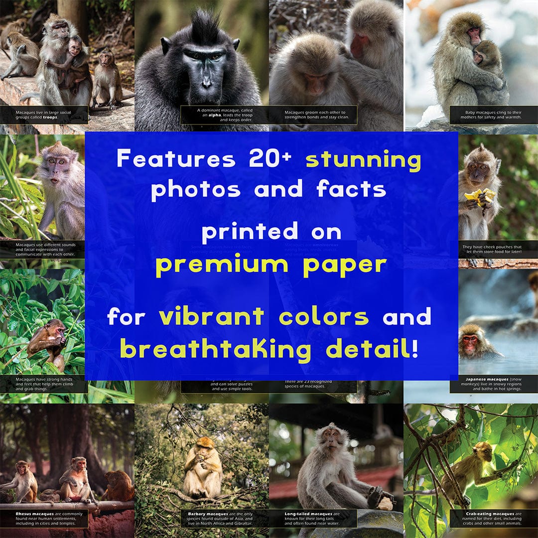 Macaques! A My Incredible World Picture Book for Children