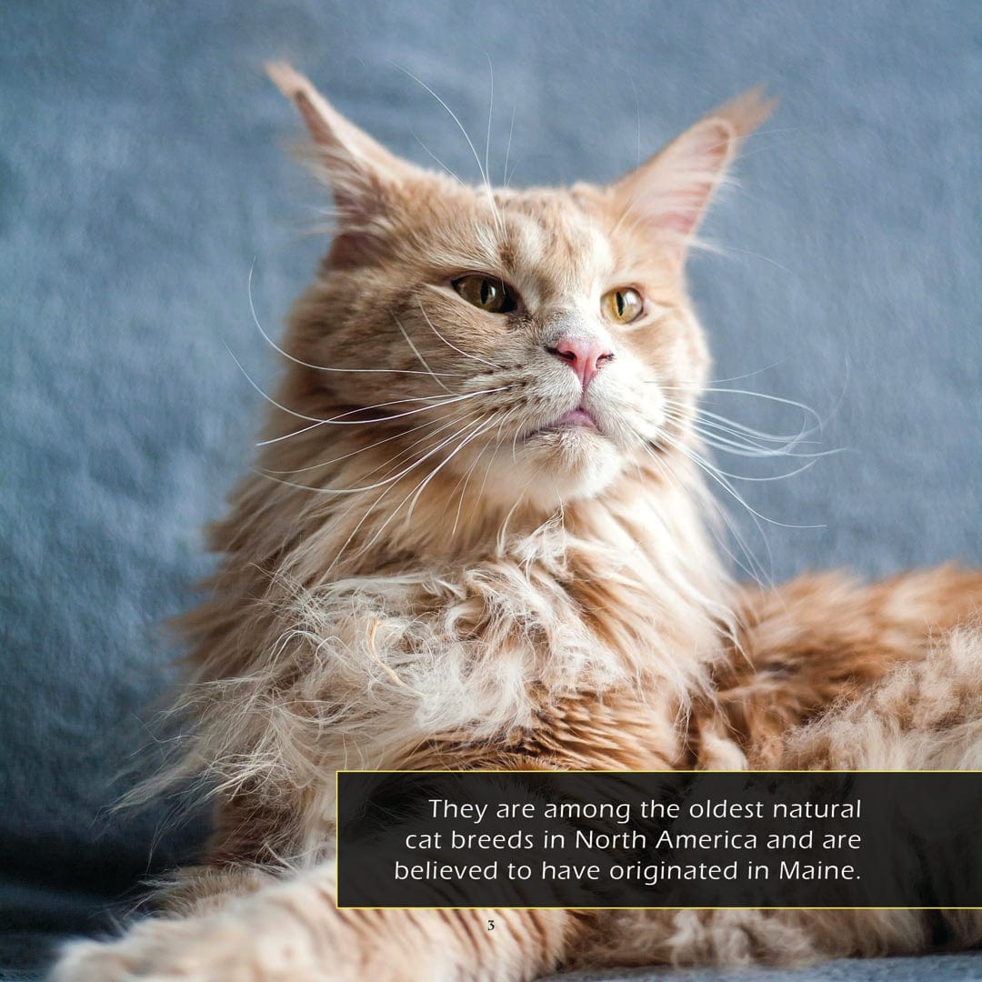 Maine Coons! A My Incredible World Picture Book for Children