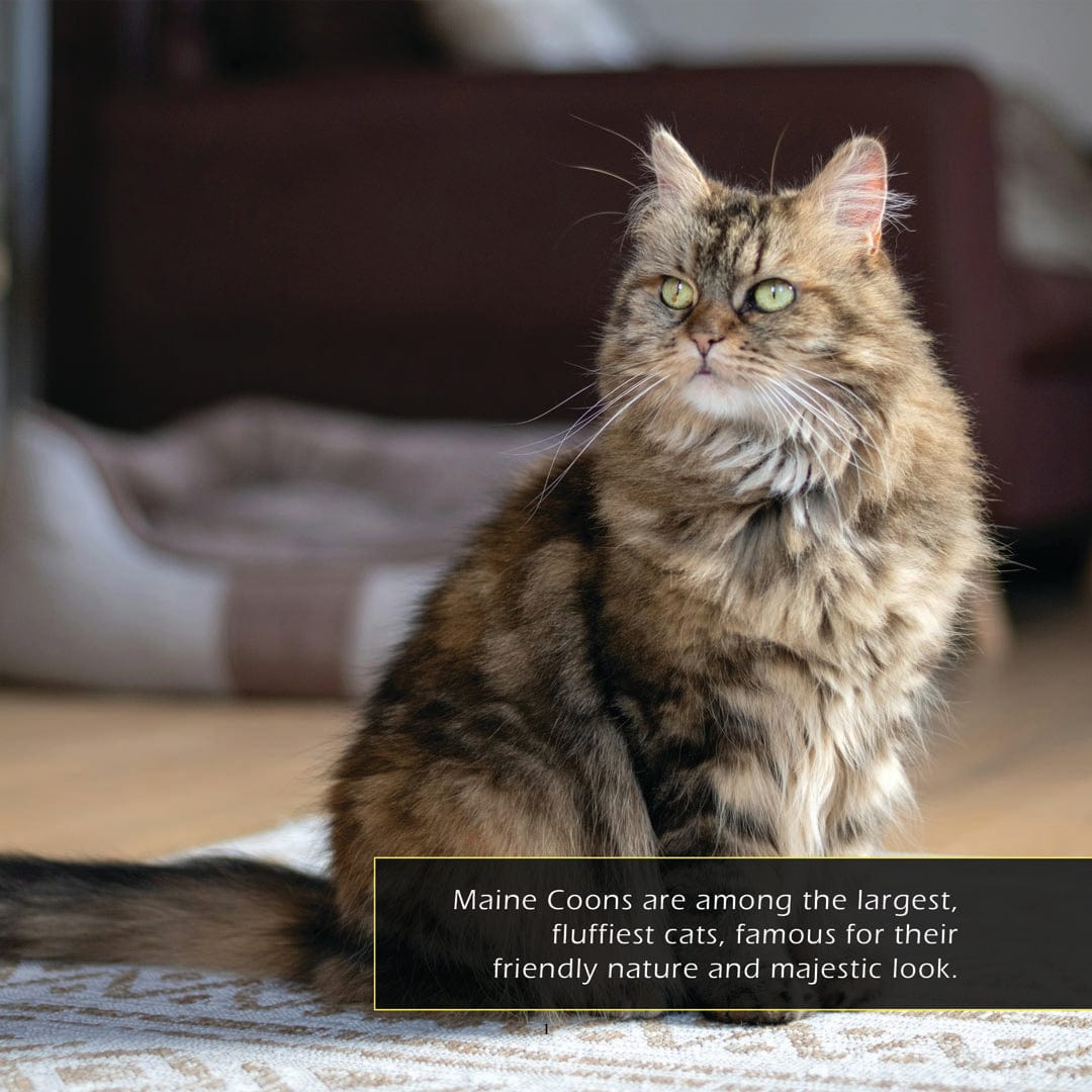 Maine Coons! A My Incredible World Picture Book for Children