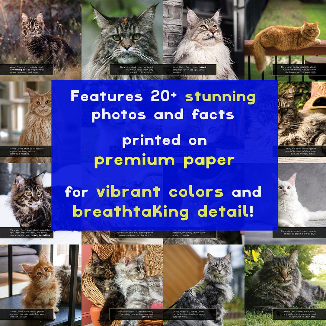 Maine Coons! A My Incredible World Picture Book for Children