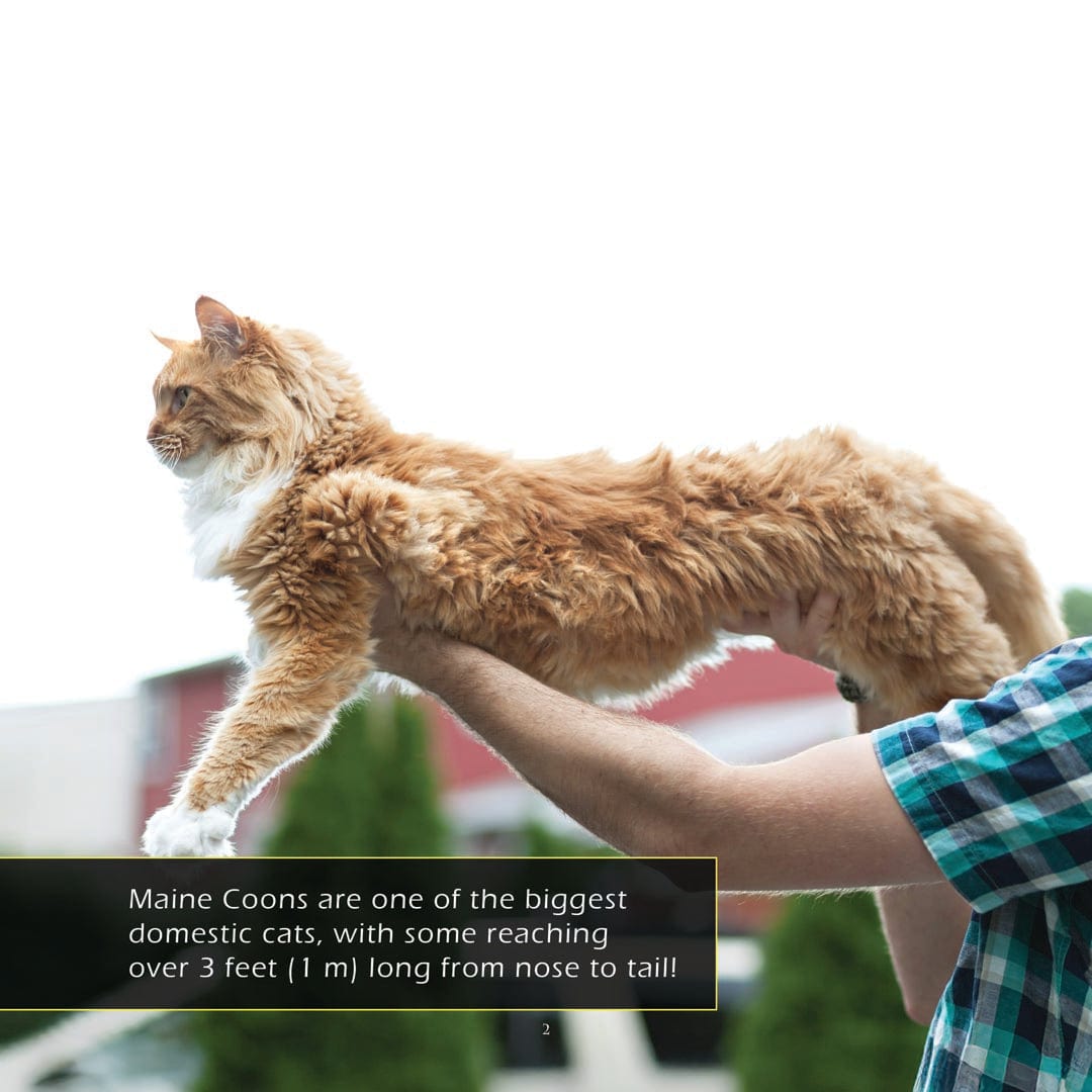 Maine Coons! A My Incredible World Picture Book for Children