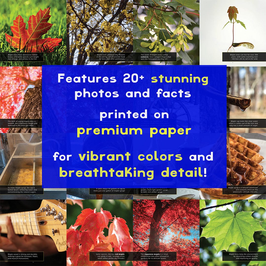 Maple Trees! A My Incredible World Picture Book for Children