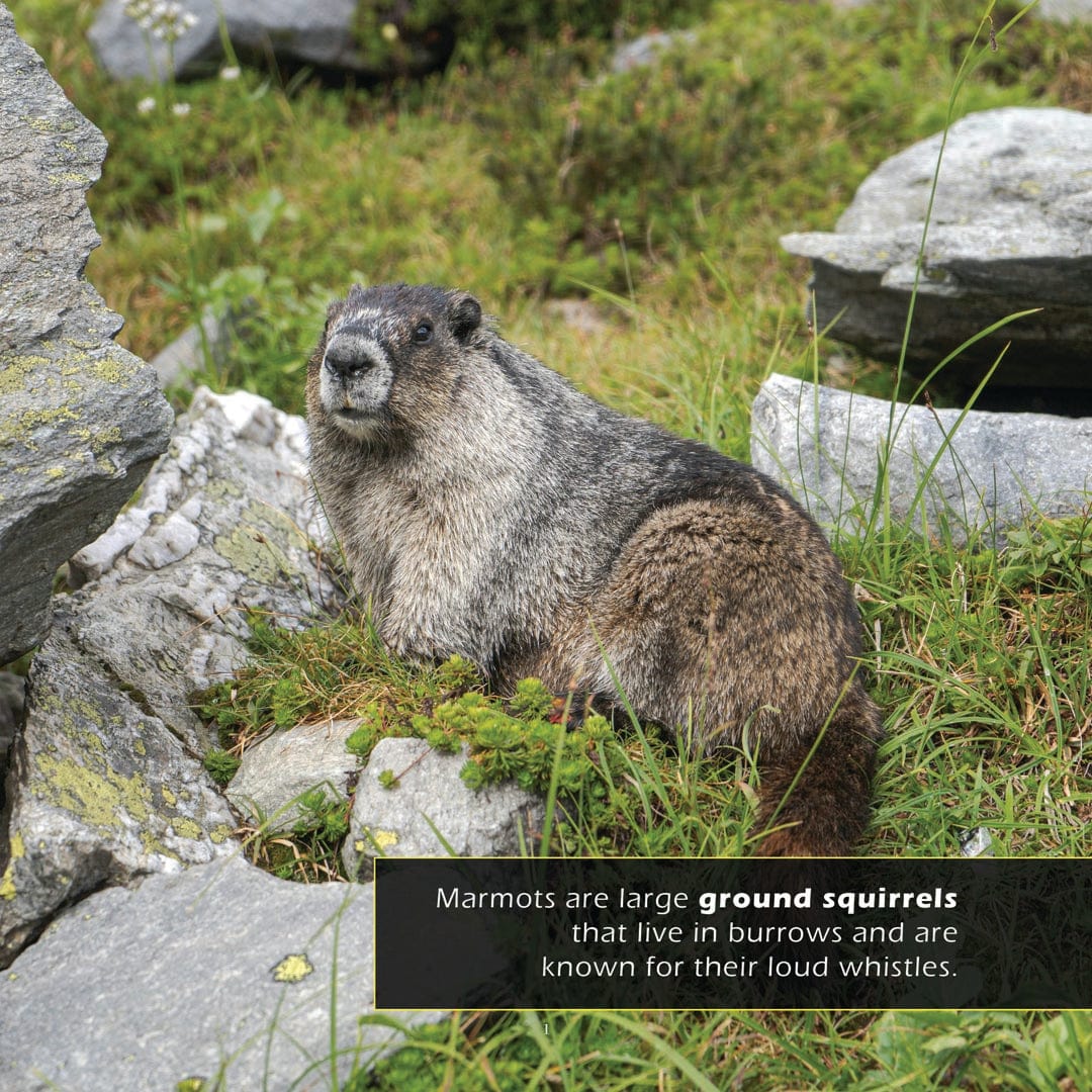 Marmots! A My Incredible World Picture Book for Children
