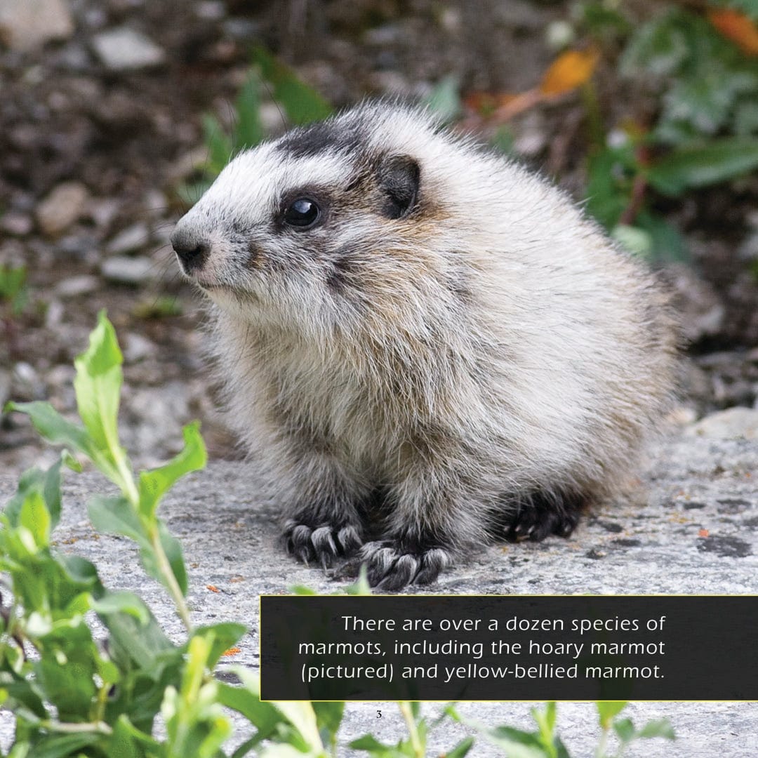 Marmots! A My Incredible World Picture Book for Children