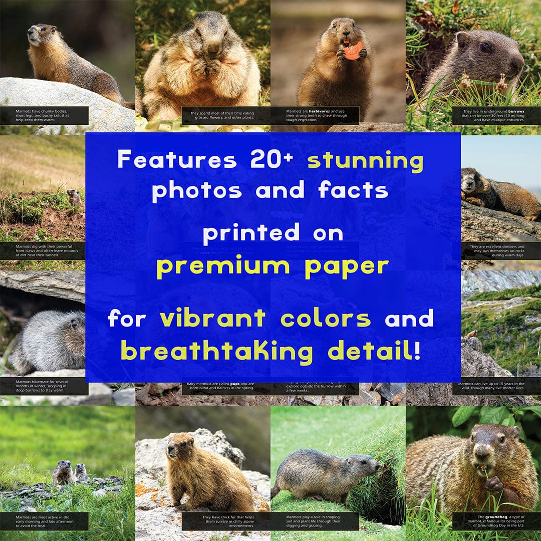 Marmots! A My Incredible World Picture Book for Children