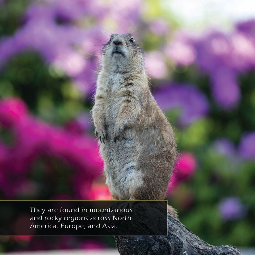 Marmots! A My Incredible World Picture Book for Children