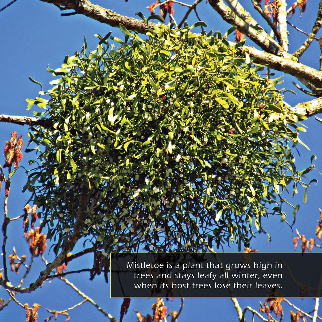 Mistletoe! A My Incredible World Picture Book for Children