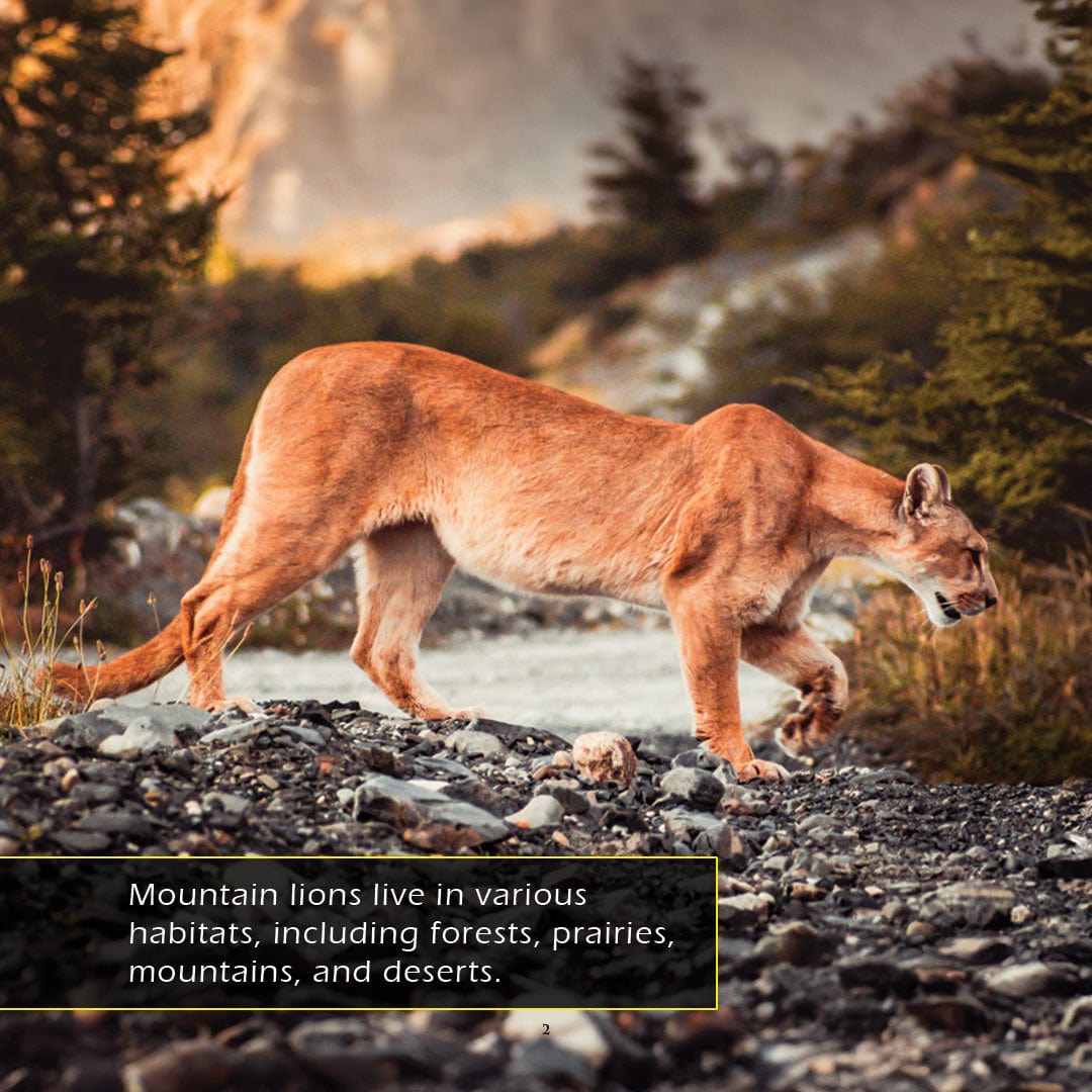 Mountain Lions! A My Incredible World Picture Book for Children
