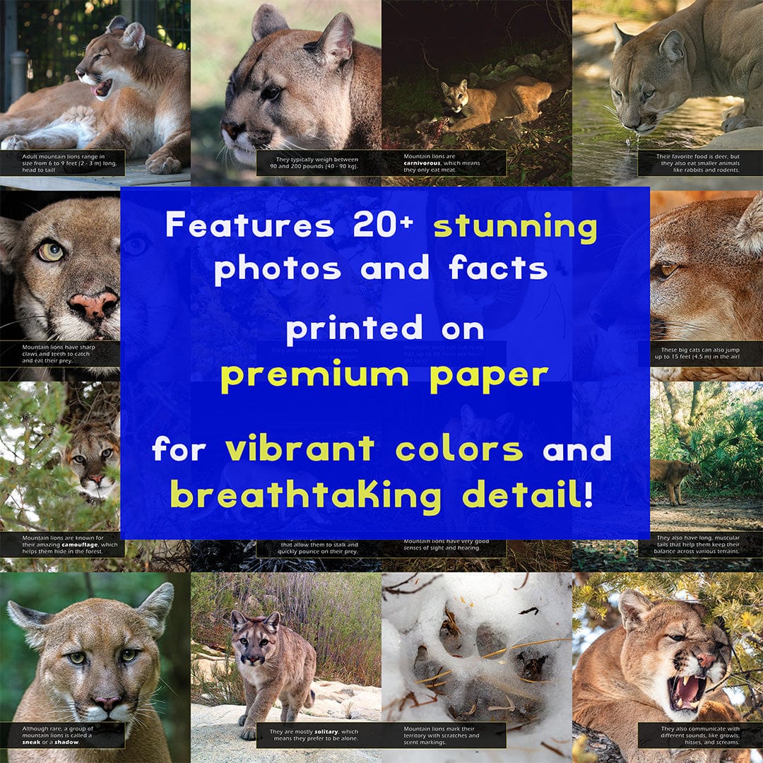Mountain Lions! A My Incredible World Picture Book for Children
