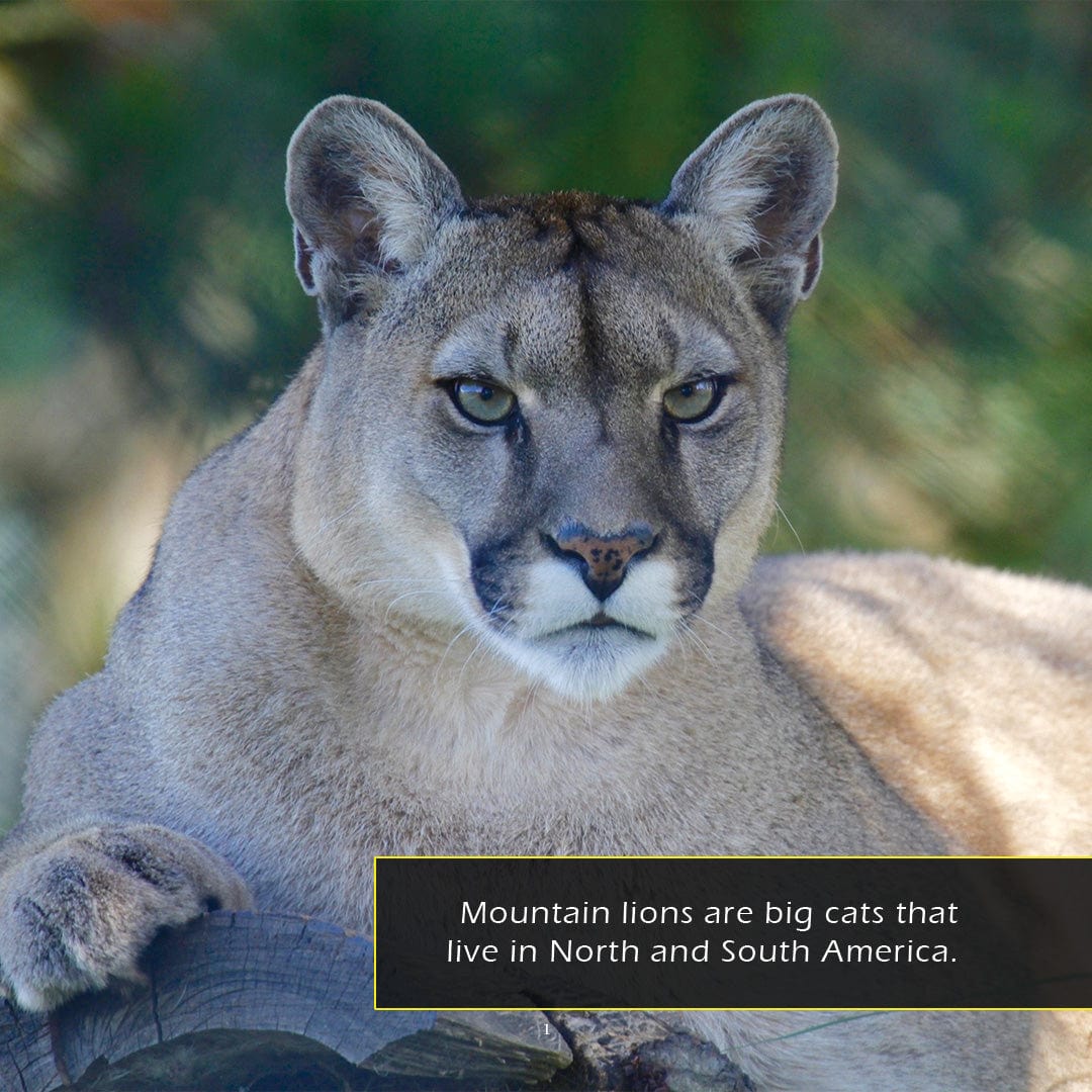 Mountain Lions! A My Incredible World Picture Book for Children