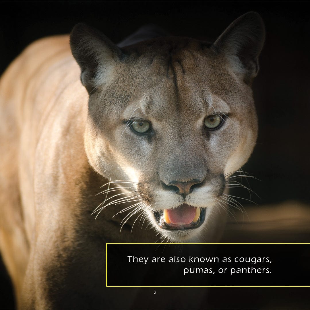 Mountain Lions! A My Incredible World Picture Book for Children