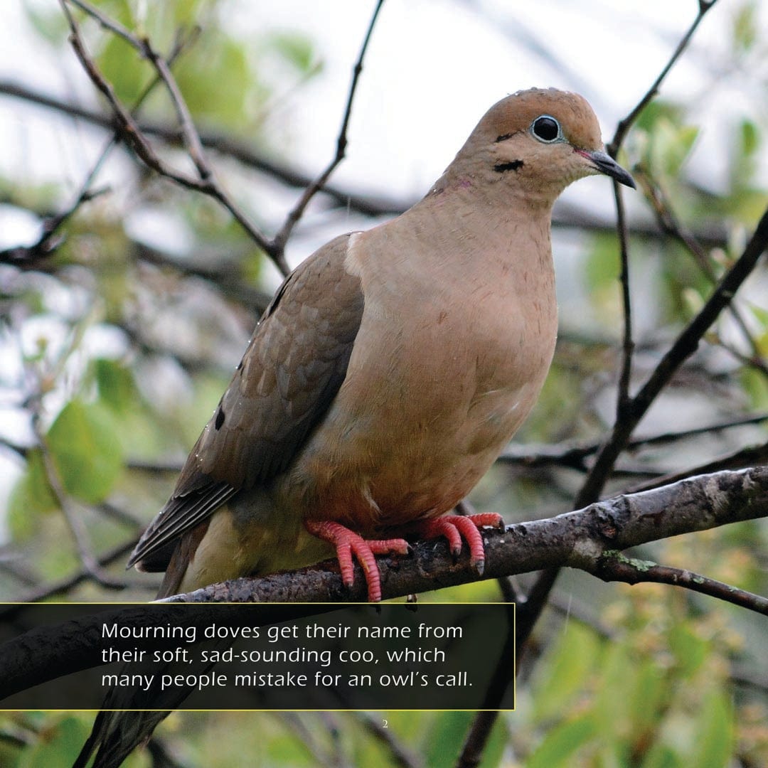 Mourning Doves! A My Incredible World Picture Book for Children