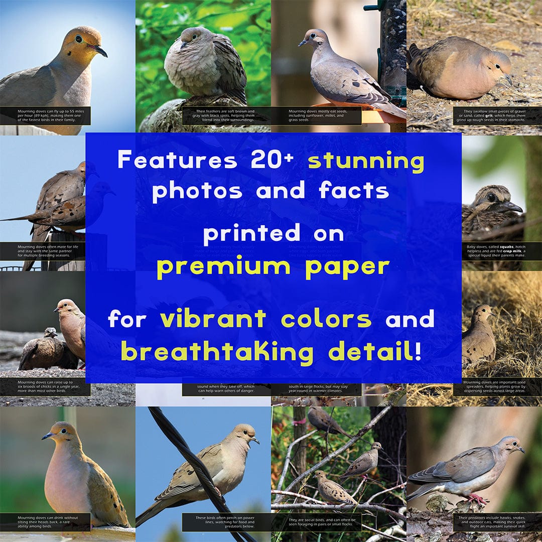 Mourning Doves! A My Incredible World Picture Book for Children