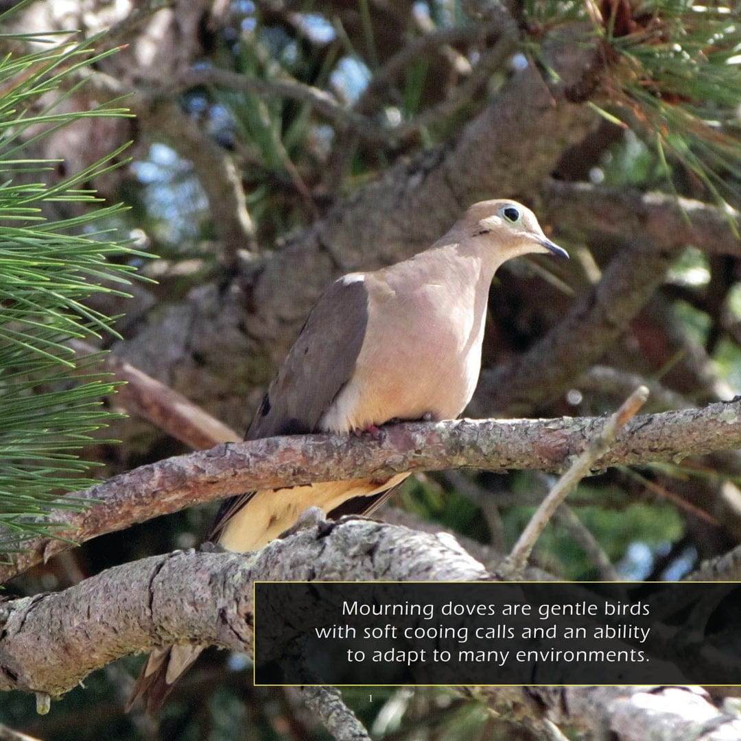 Mourning Doves! A My Incredible World Picture Book for Children