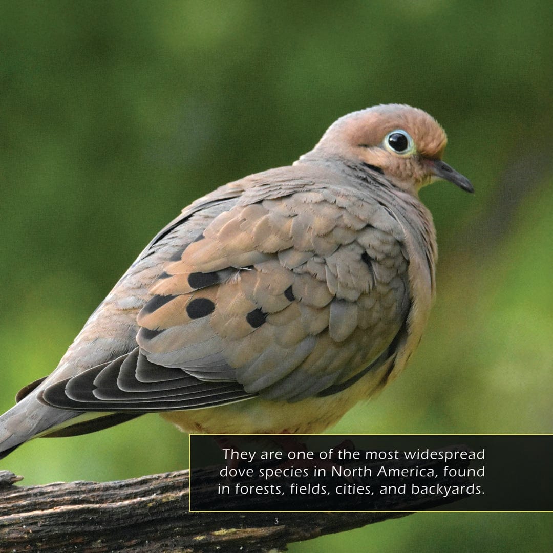 Mourning Doves! A My Incredible World Picture Book for Children
