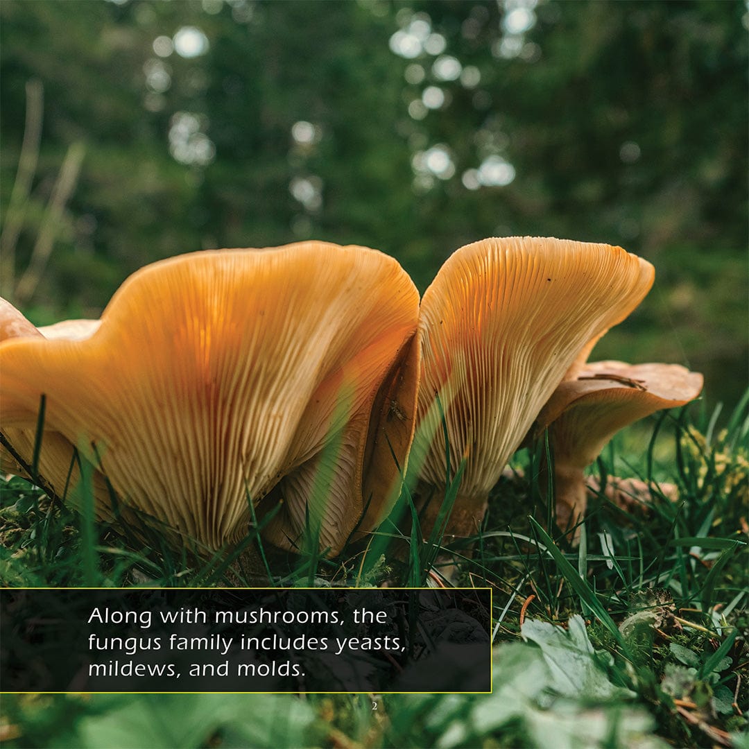 Mushrooms! A My Incredible World Picture Book for Children