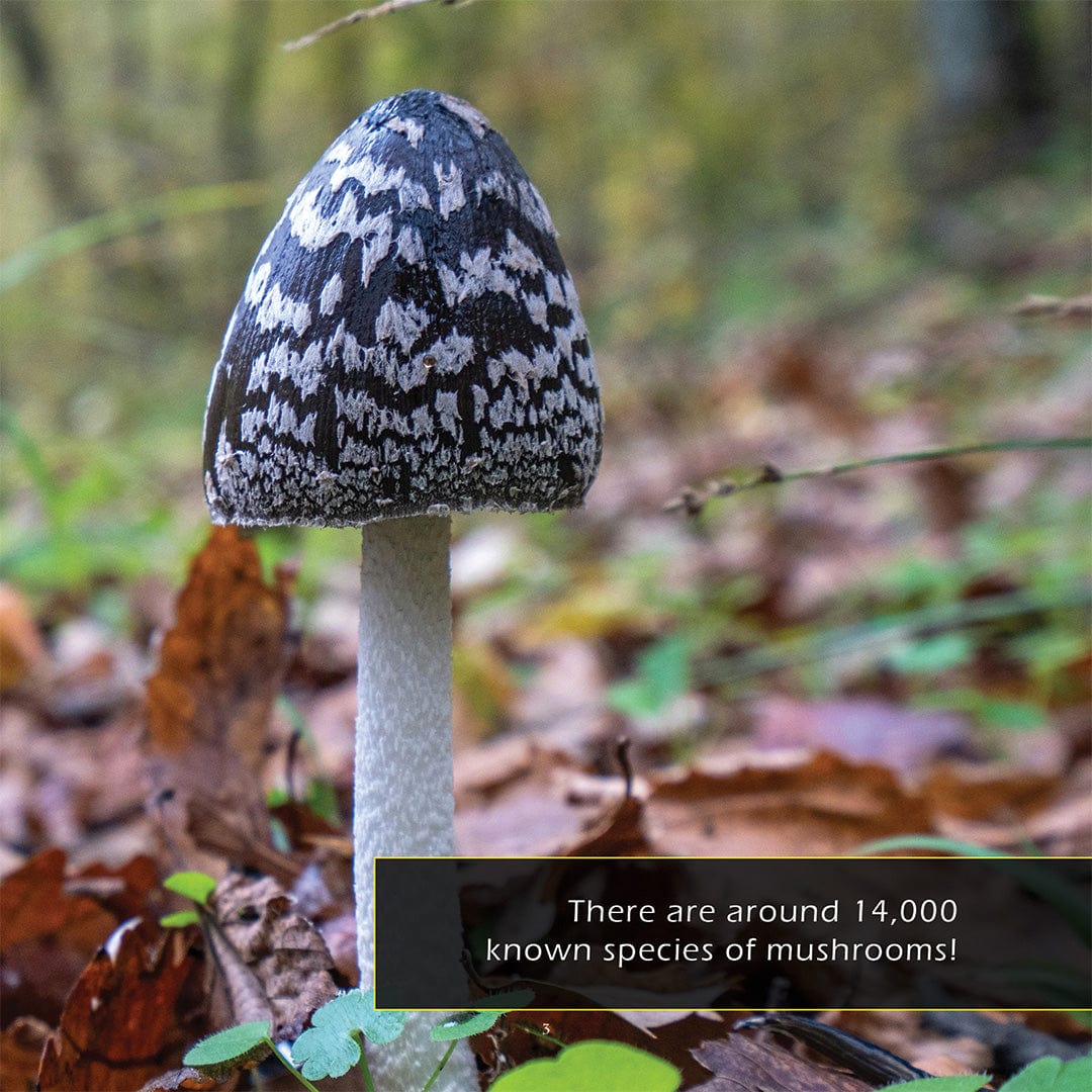 Mushrooms! A My Incredible World Picture Book for Children