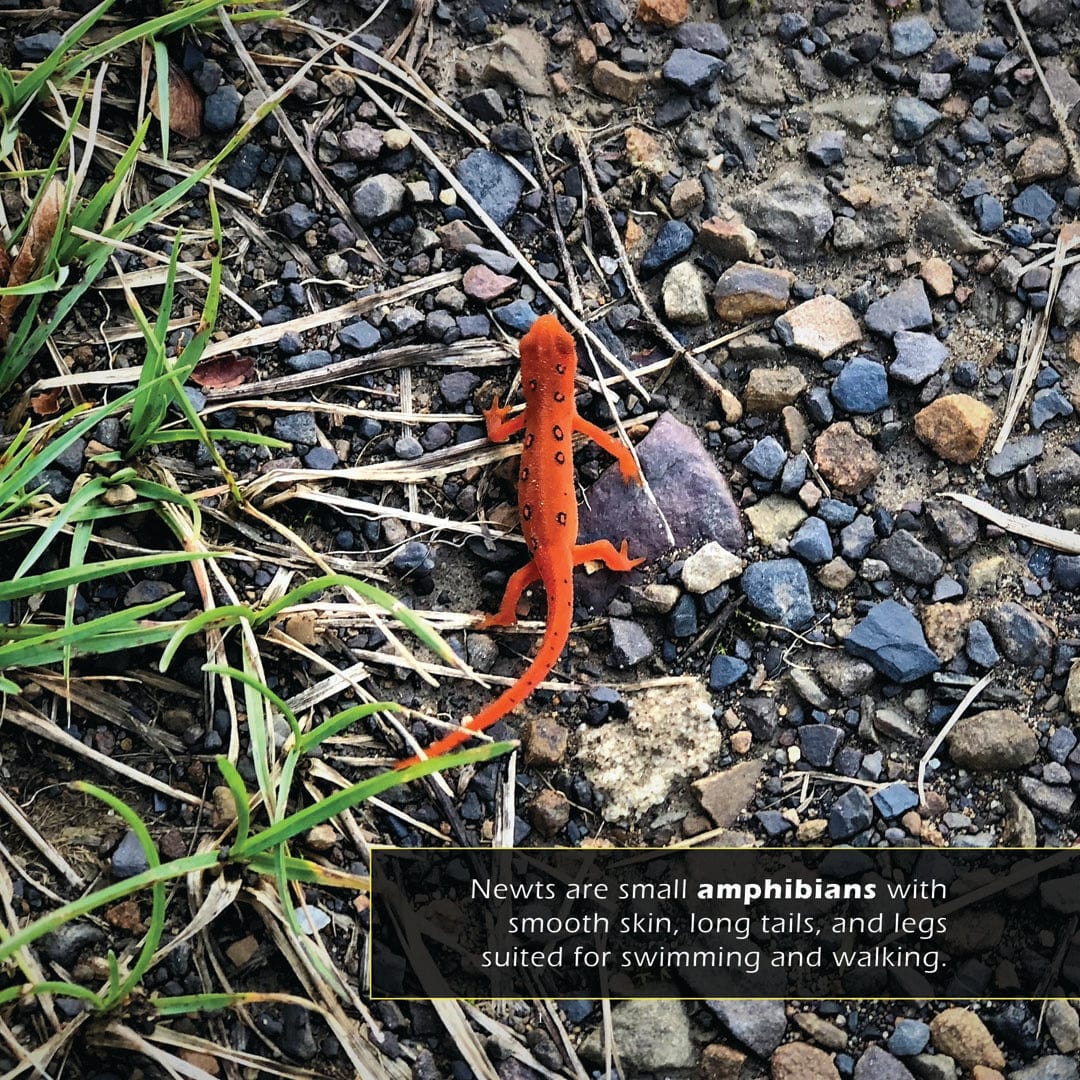 Newts! A My Incredible World Picture Book for Children