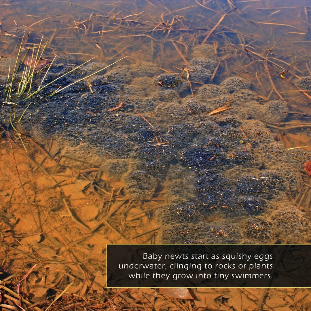 Newts! A My Incredible World Picture Book for Children