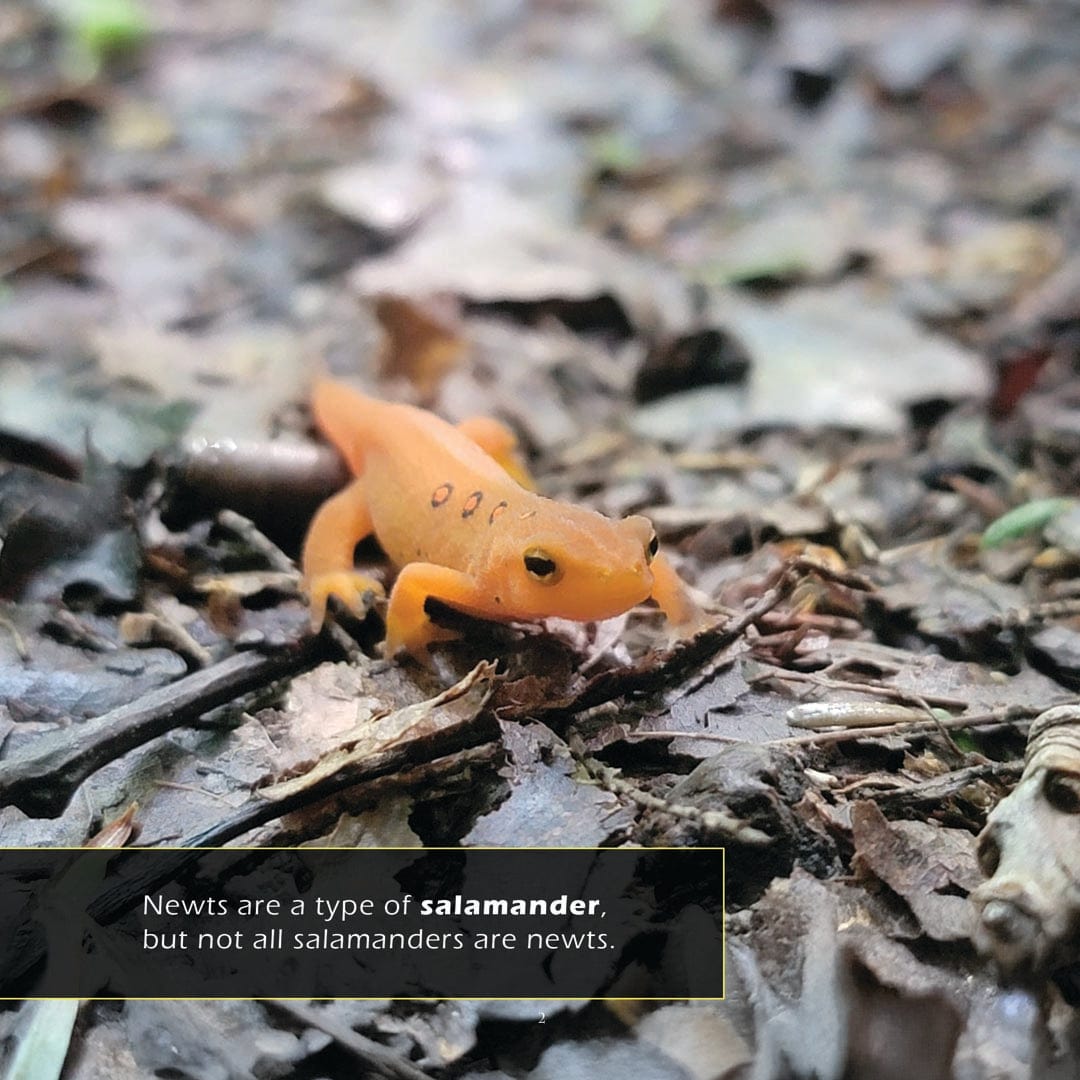 Newts! A My Incredible World Picture Book for Children
