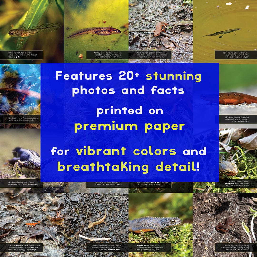 Newts! A My Incredible World Picture Book for Children