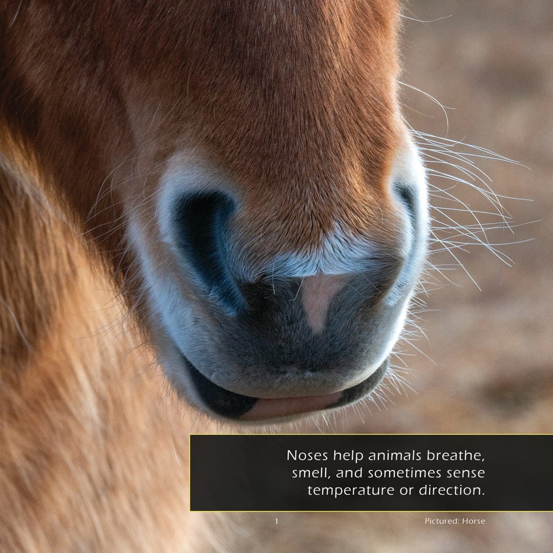 Noses! A My Incredible World Picture Book for Children