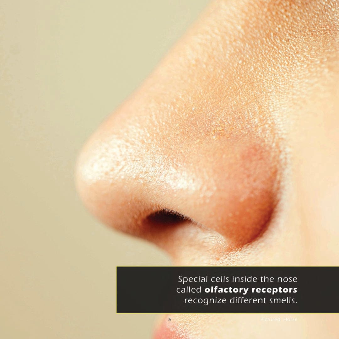 Noses! A My Incredible World Picture Book for Children