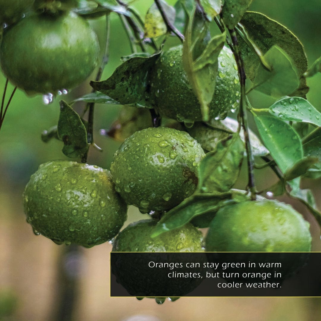 Oranges! A My Incredible World Picture Book for Children