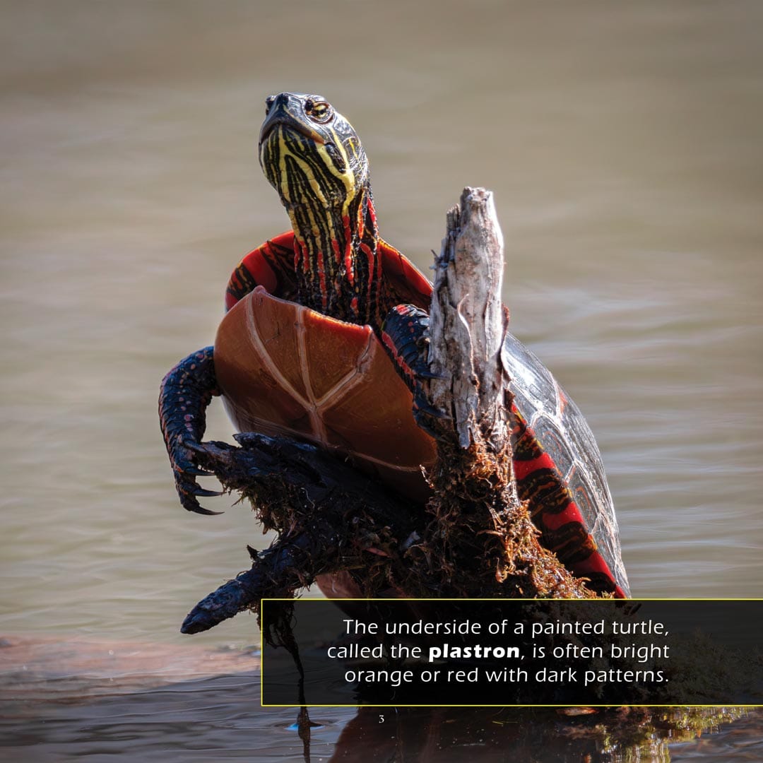 Painted Turtles! A My Incredible World Picture Book for Children