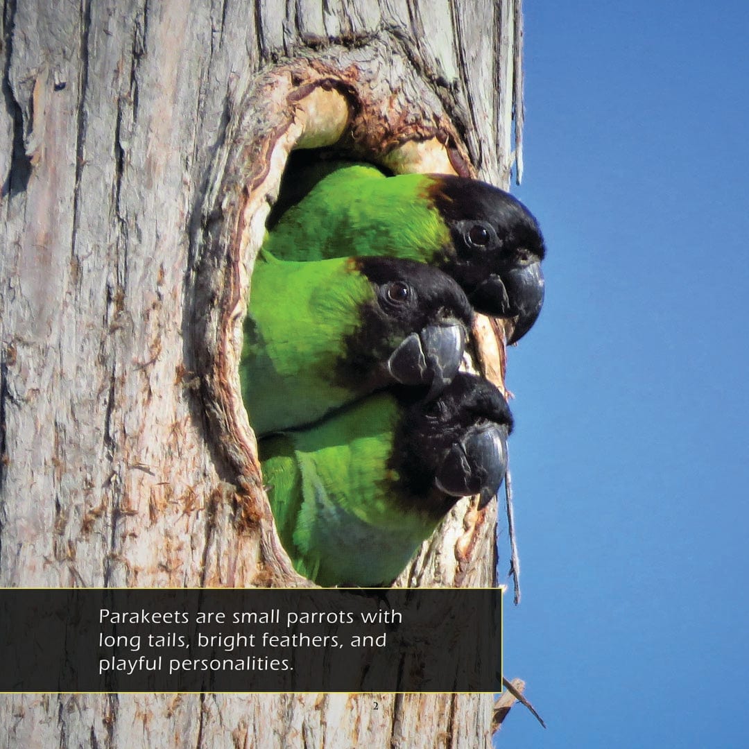 Parakeets! A My Incredible World Picture Book for Children