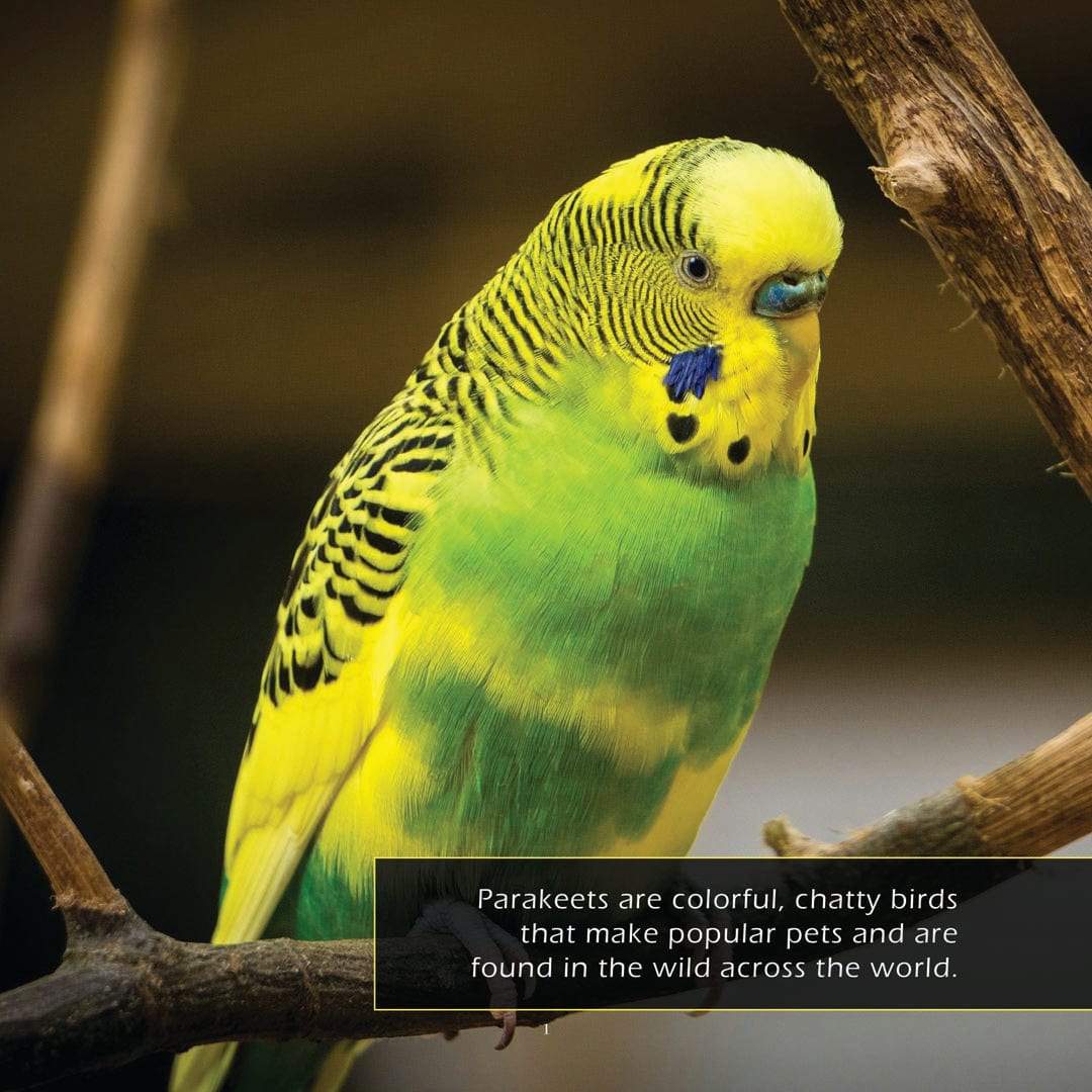 Parakeets! A My Incredible World Picture Book for Children