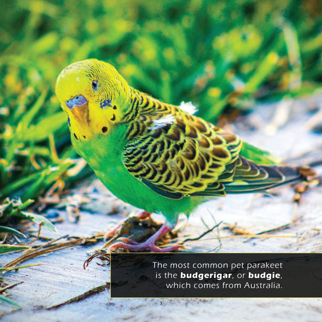 Parakeets! A My Incredible World Picture Book for Children