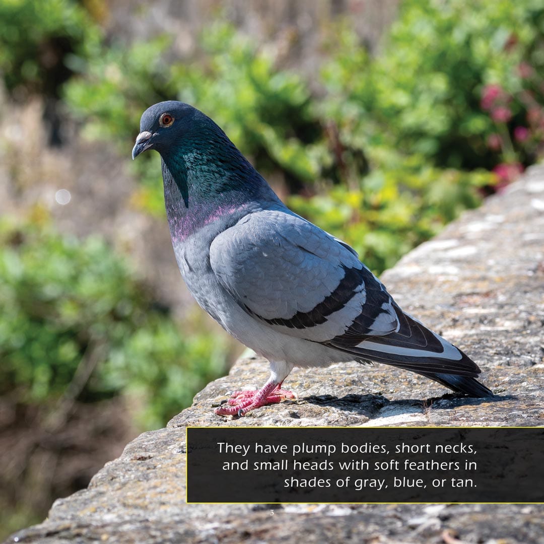 Pigeons! A My Incredible World Picture Book For Children
