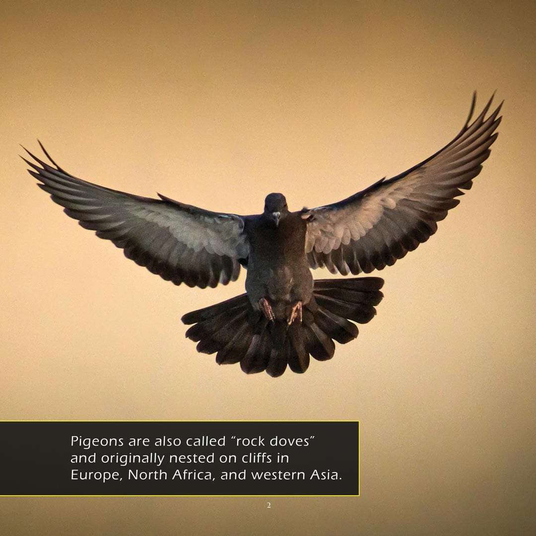 Pigeons! A My Incredible World Picture Book For Children