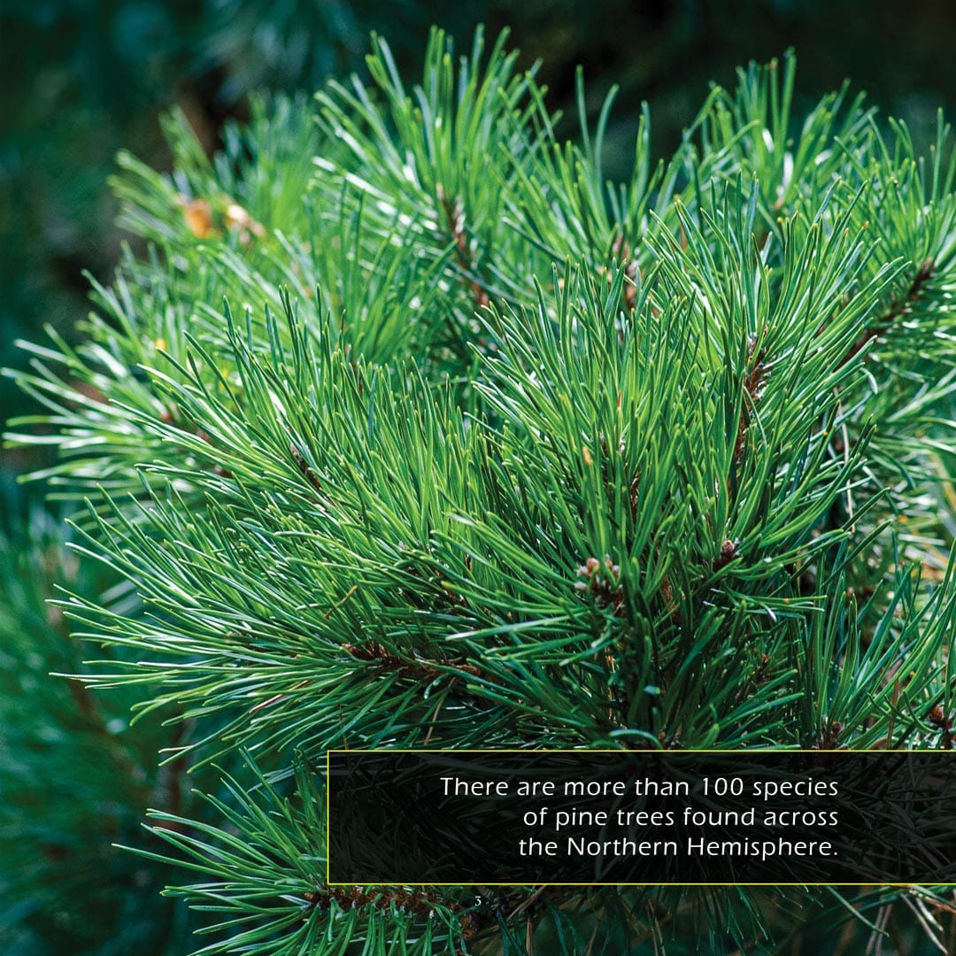 Pine Trees! A My Incredible World Picture Book for Children