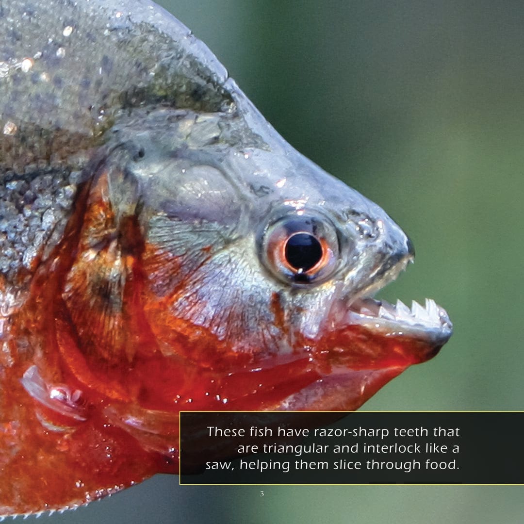 Piranhas! A My Incredible World Picture Book for Children