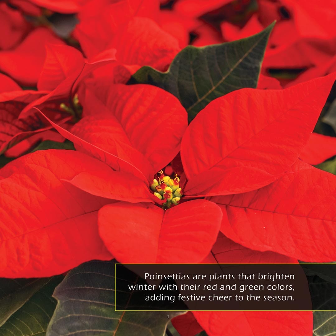 Poinsettias! A My Incredible World Picture Book for Children