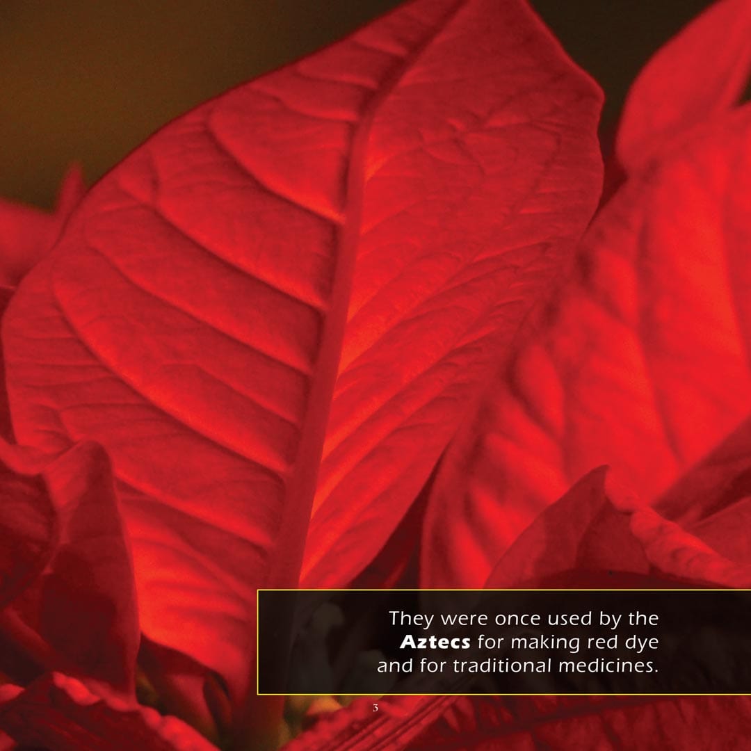 Poinsettias! A My Incredible World Picture Book for Children