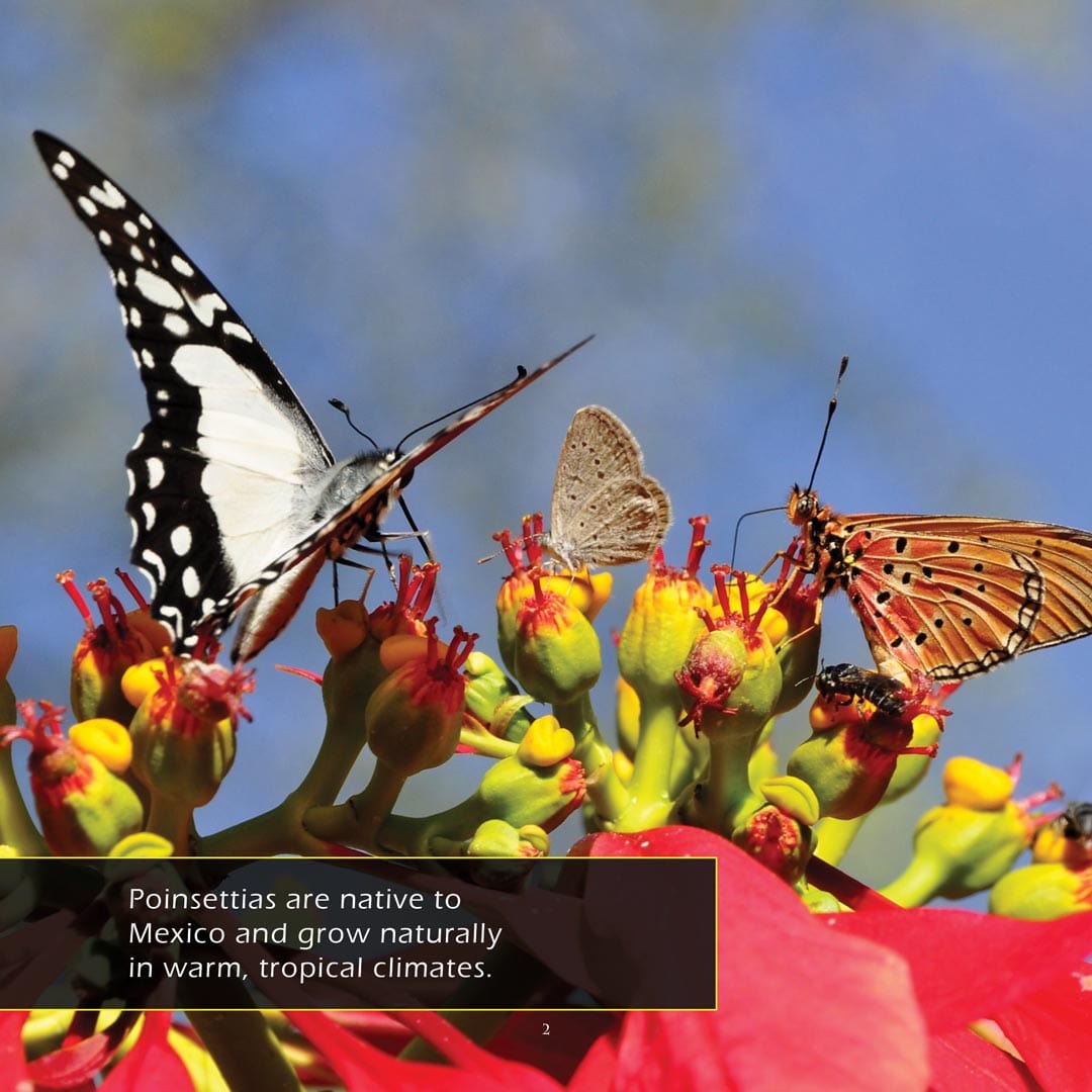 Poinsettias! A My Incredible World Picture Book for Children
